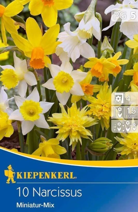 Blumenzwiebeln Narzisse Miniaturmischung (Steingartenmischung) Kiepenkerl 10 Stück